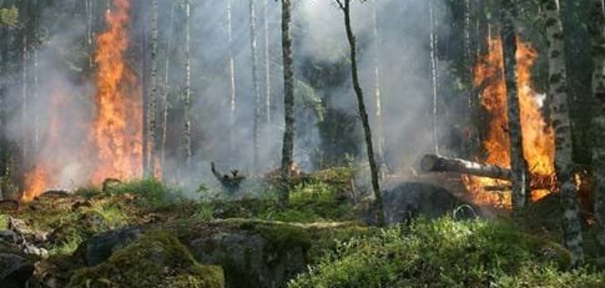 Ein intensives Waldfeuer mit hohen Flammen und dichtem Rauch, das sich durch einen bewaldeten Hang frisst. Die Szene zeigt die zerstörerische Kraft eines Waldbrandes bei trockenen Bedingungen.