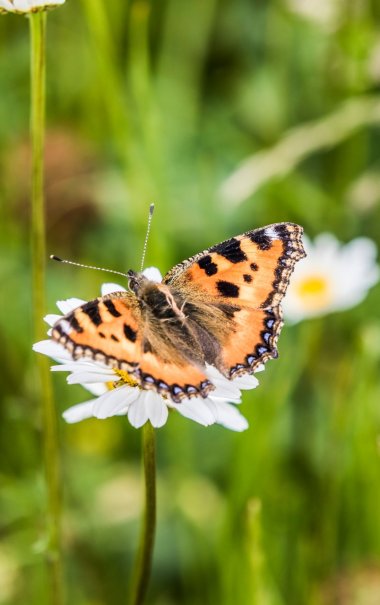 Naturaufnahmen Wiese Blumen Oberpfälzer Wald Feld Frühling Sommer 2015