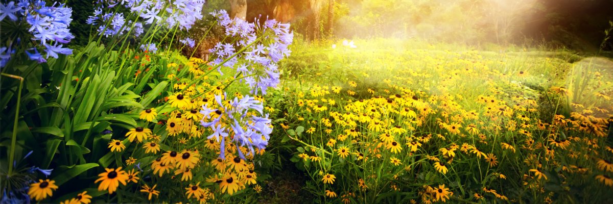 Garten Wald Blumen Sonne