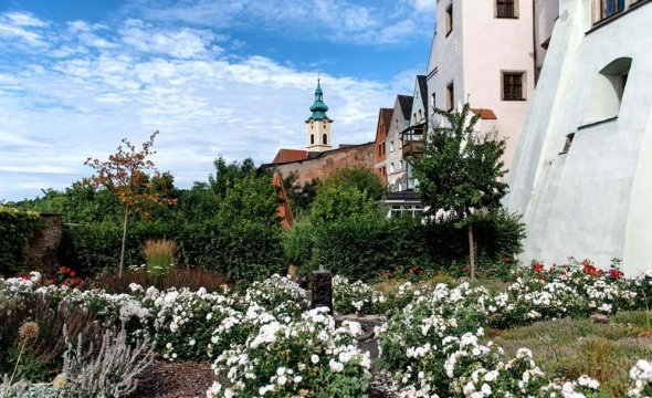 Barockgarten
© Landkreis Neustadt an der Waldnaab Blühender Schlossgarten mit zahlreichen weißen Rosen im Vordergrund, umgeben von grünen Büschen und Bäumen. Im Hintergrund sind historische Gebäude mit verschiedenfarbigen Fassaden.