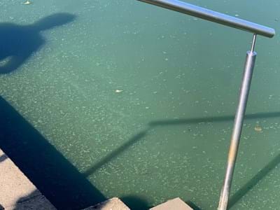Blaualgen - Beispielfoto Rußweiher Eschenbach im Jahr 2019