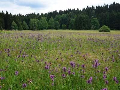 Blick auf die Flachmoorwiese im Kainzbachtal