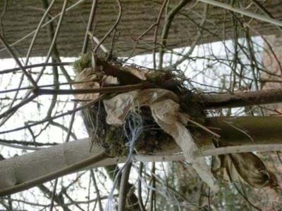 Vogelnest mit Plastik